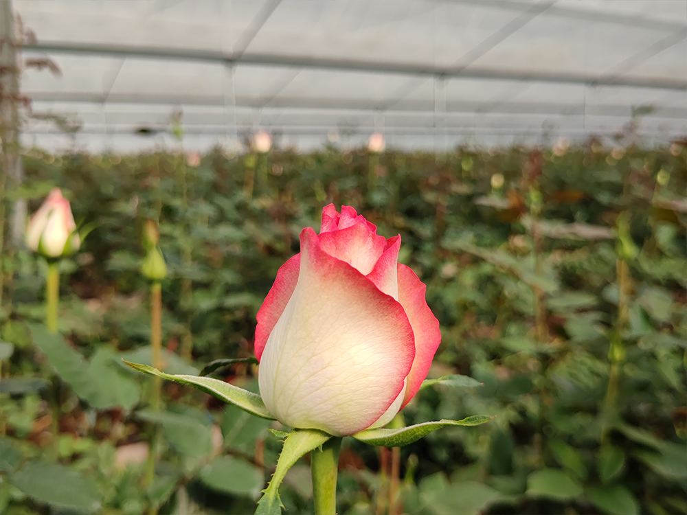 花卉種植